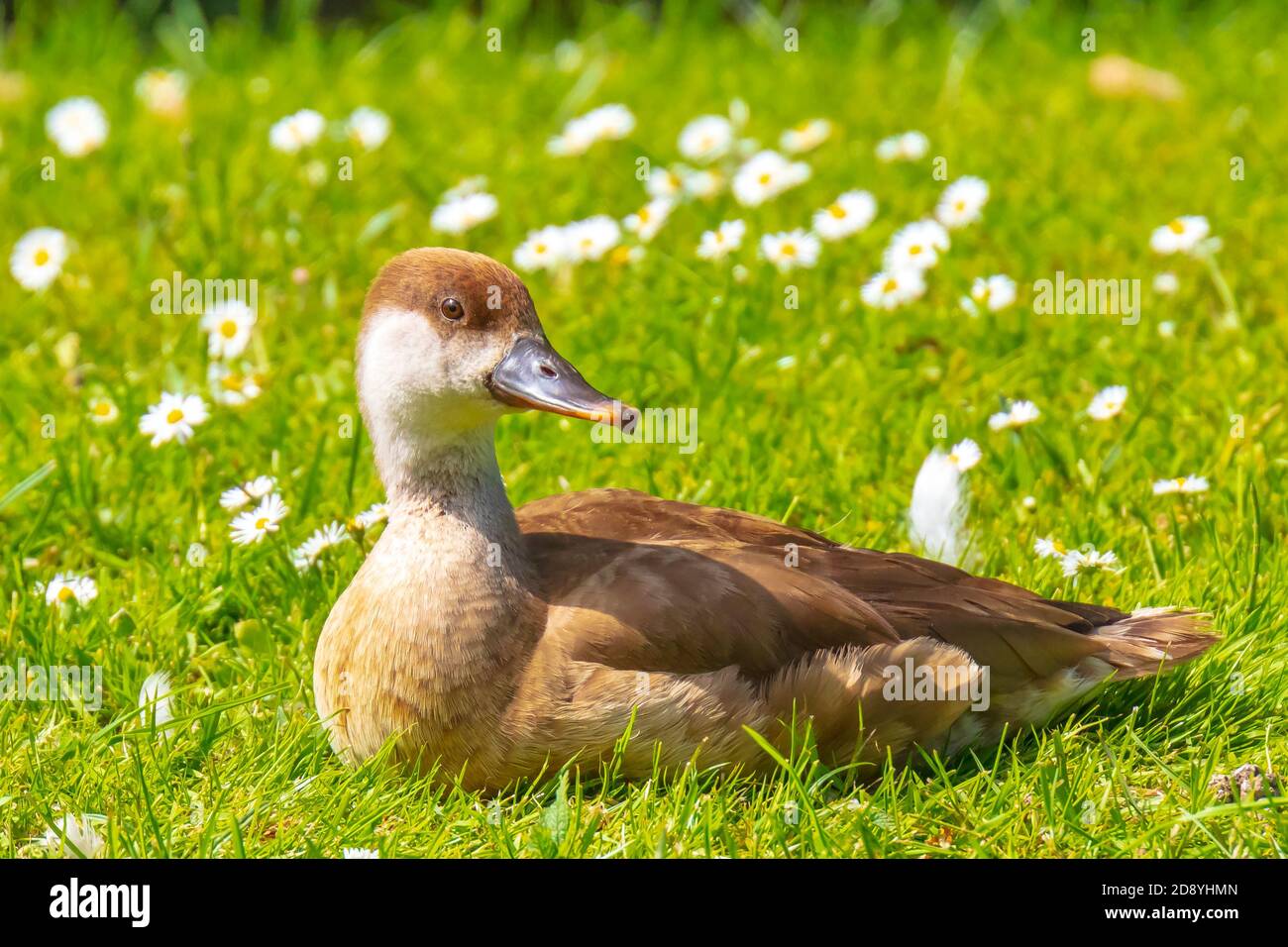 Weibliche Rotschellentaucher Netta rufina Wasservögel, die in einem weißen Blumenfeld ruhen. Farbenfrohe und sonnige Tage, niedrige Sicht. Stockfoto