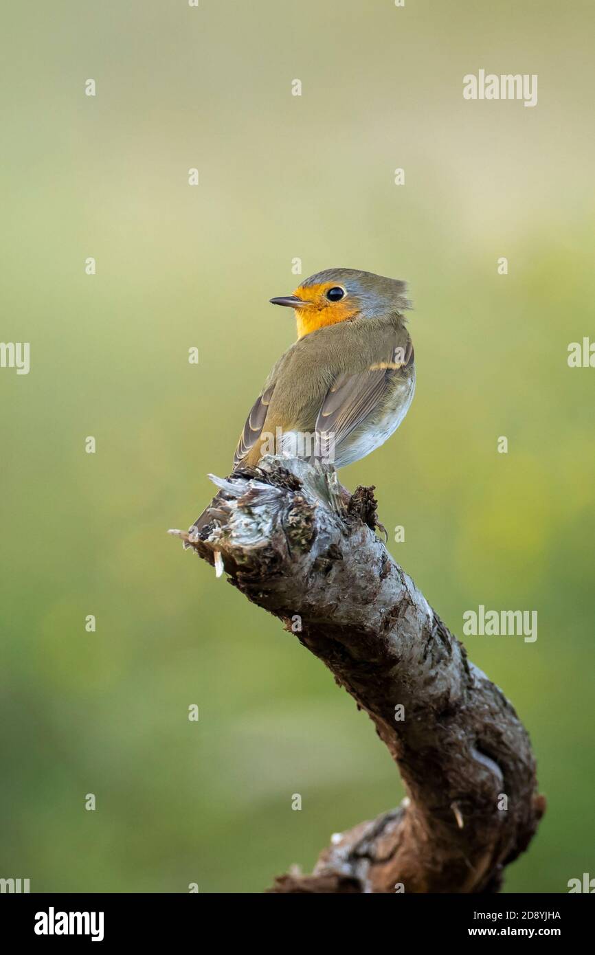 Europäischer Rotkehlchen Erithacus rubecula thront im Herbst auf einem Ast Saison Stockfoto