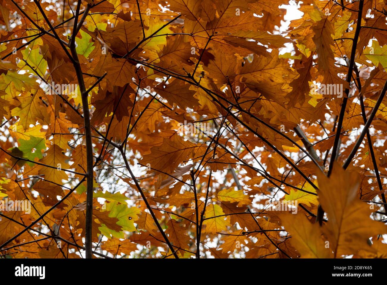 Nahaufnahme der Herbsteiche Blätter noch auf dem Baum Mit durchscheinendem Licht Stockfoto