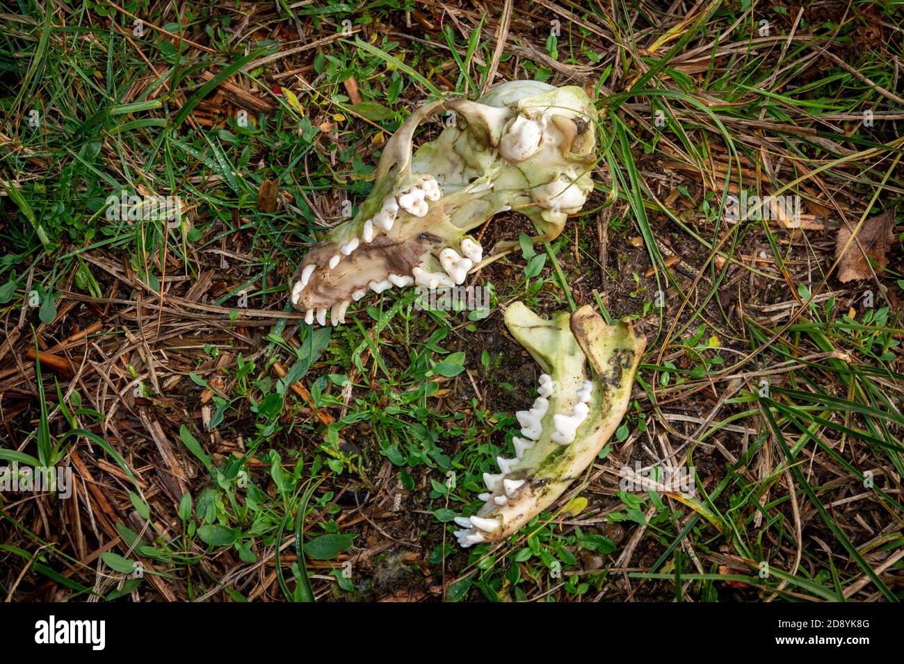 Zwei Hälften eines Dachsschädels, der auf Gras liegt Stockfoto