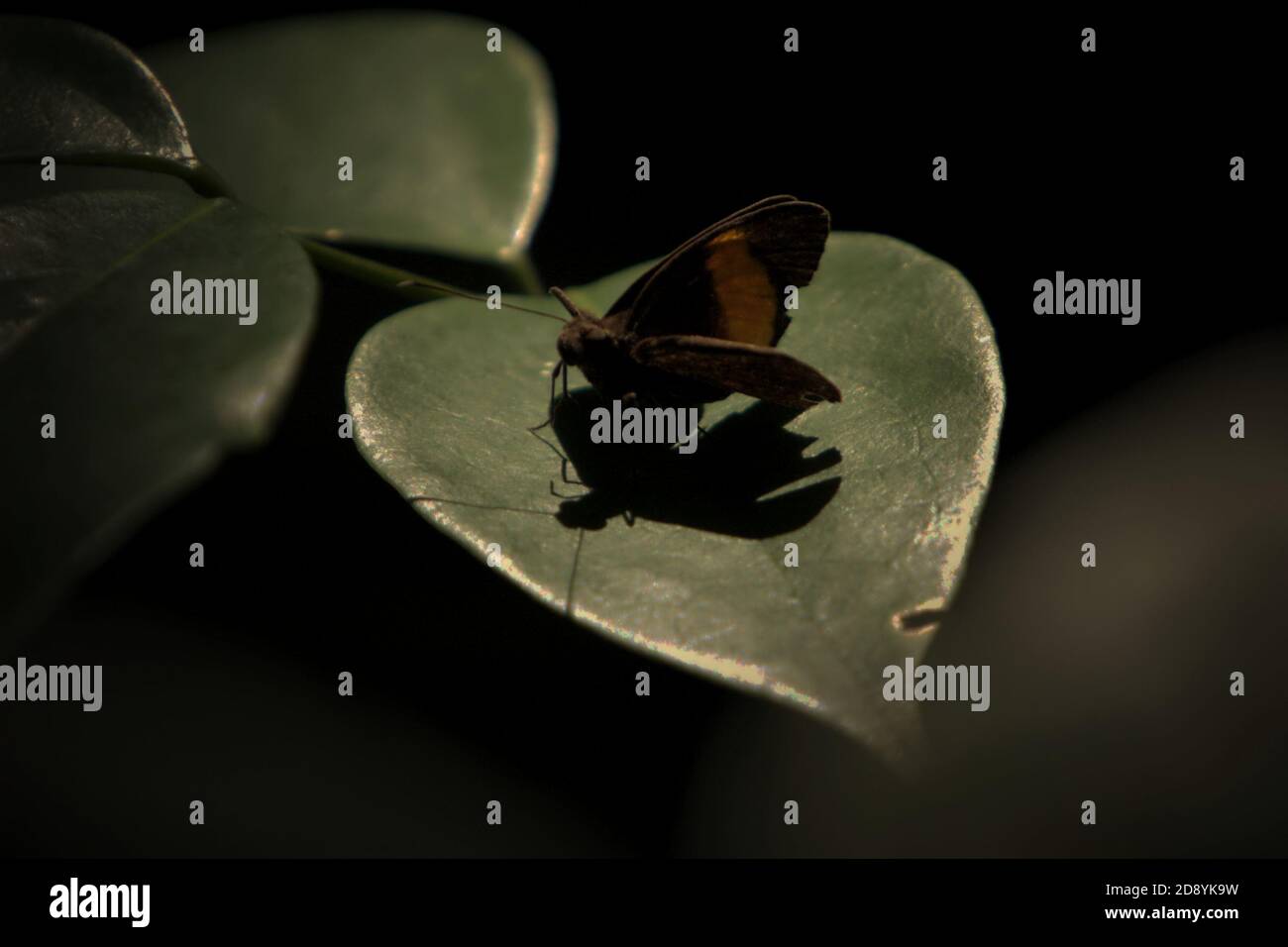 Eine Motte, nicht identifizierte Art, am Rande des westlichen Blocks von Batang Toru Ökosystem in Central Tapanuli Regency, Nord-Sumatra, Indonesien. Stockfoto