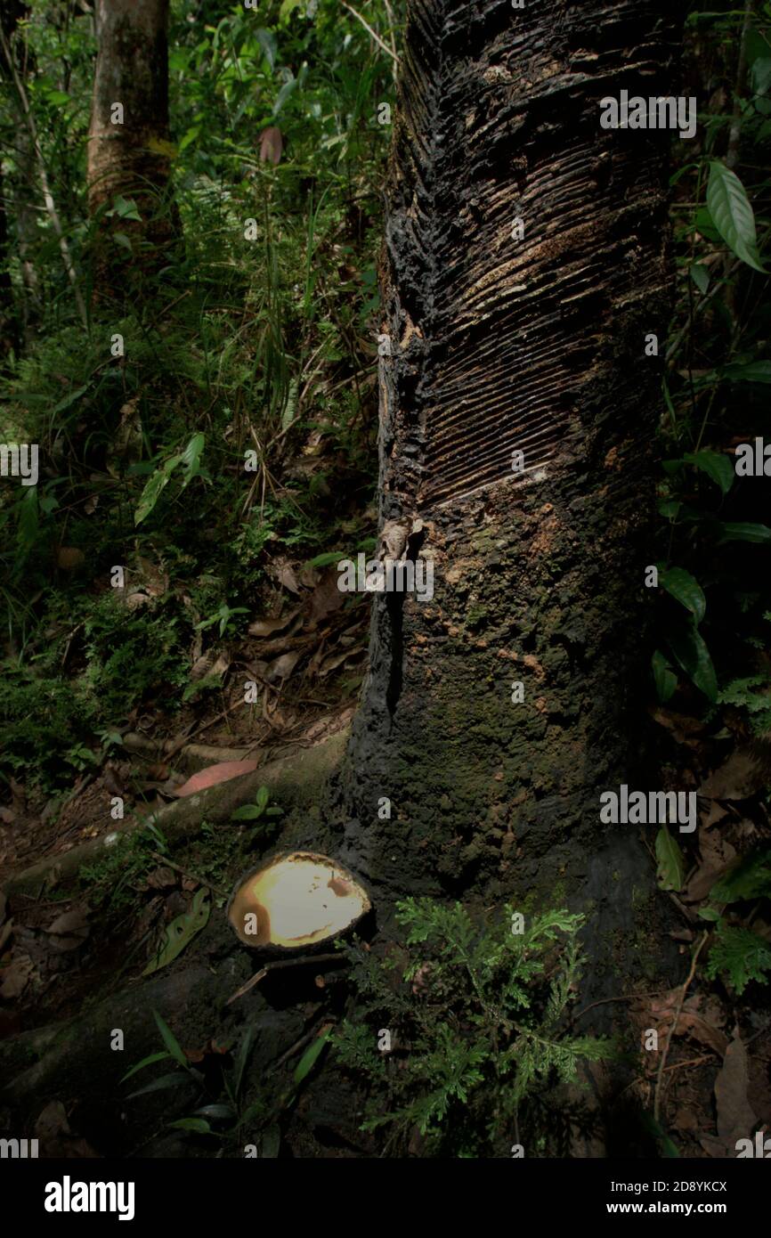 Gummizapfen an einem Naturkautschukbaum, der von einer lokalen Gemeinde im Wald in Sitahuis, Central Tapanuli, North Sumatra, Indonesien, aufgestellt wurde. Stockfoto