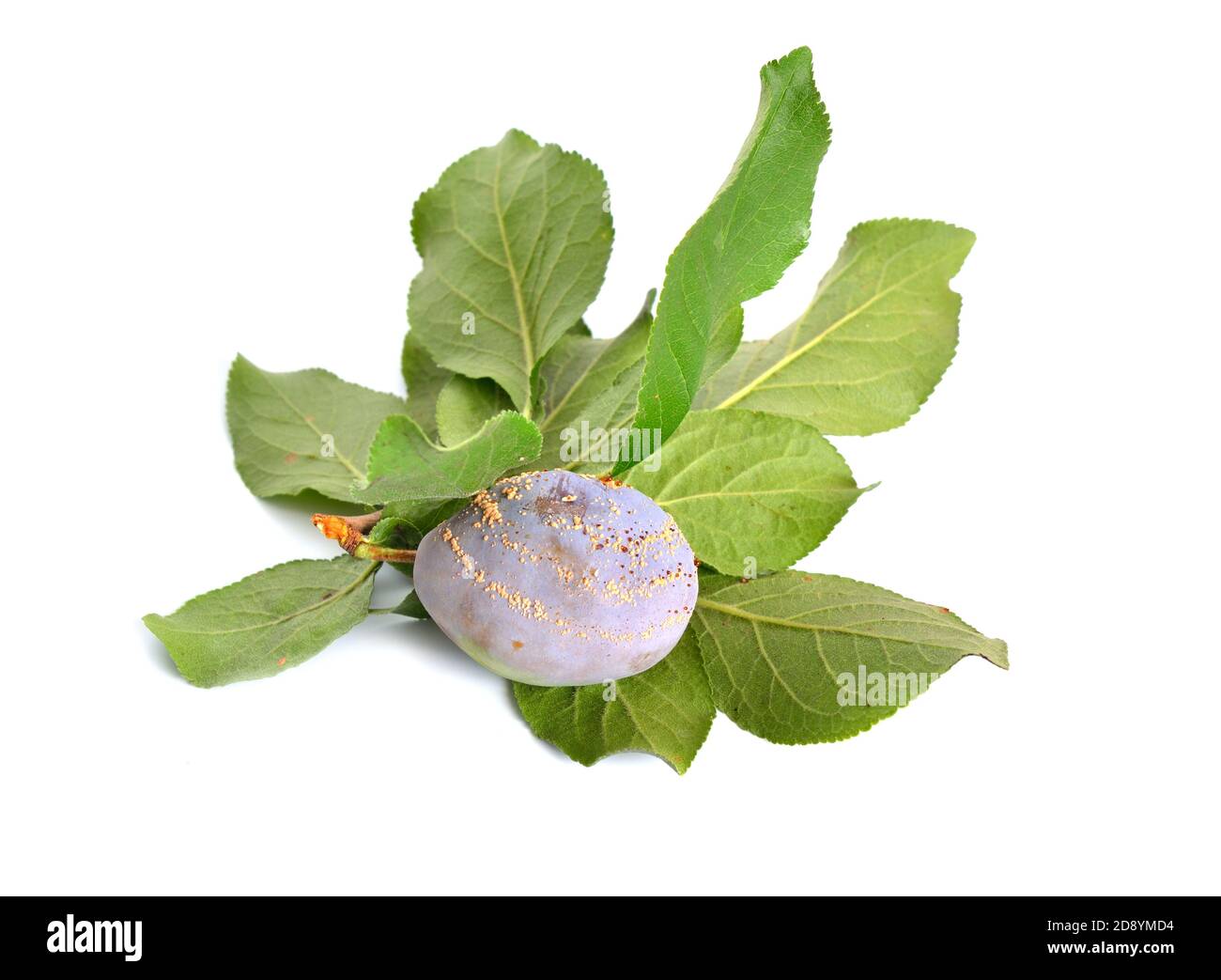 Rot betroffene Pflaume isoliert auf weißem Hintergrund. Stockfoto