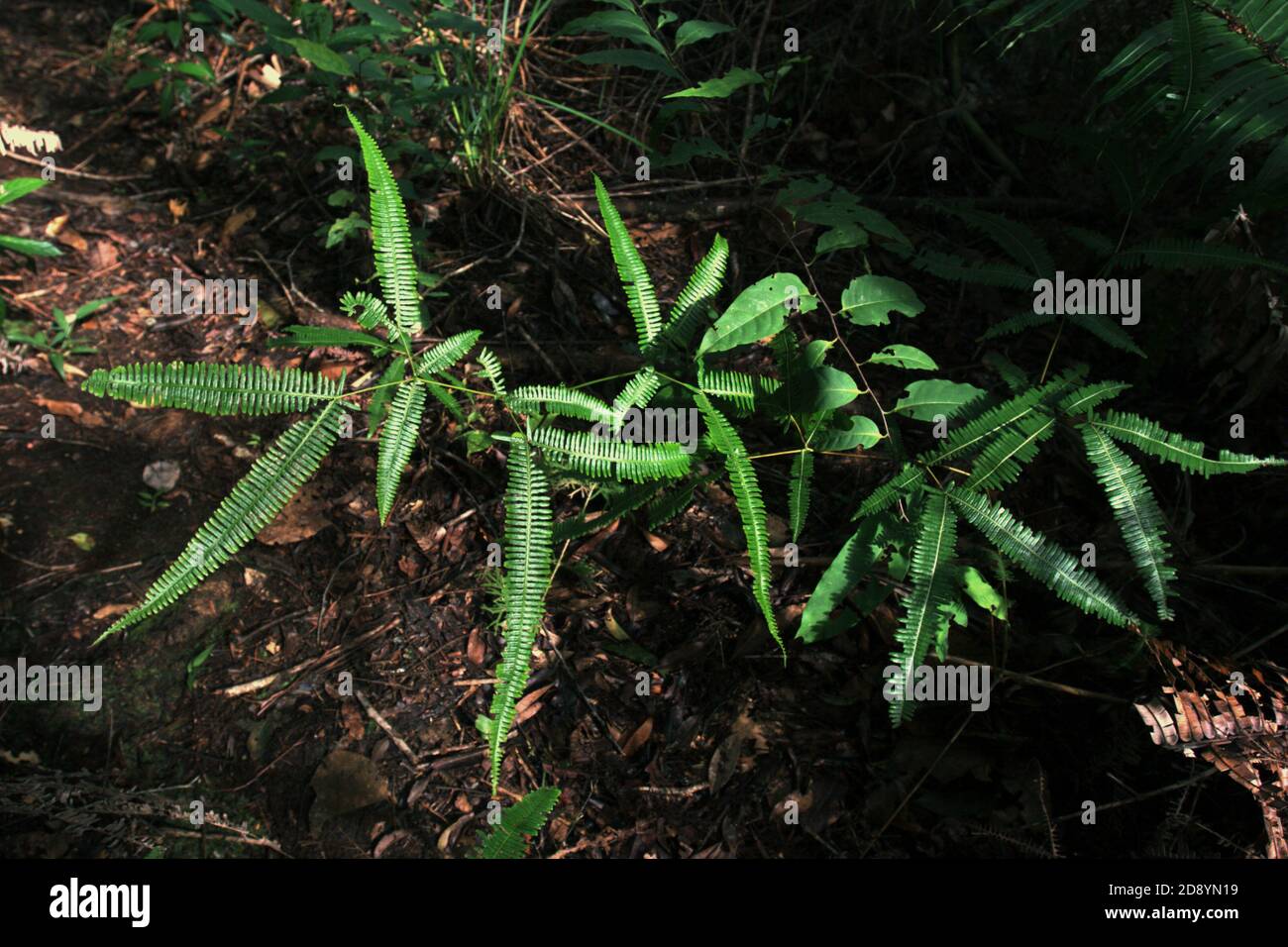 Bodenvegetation am westlichen Rand des westlichen Blocks des Ökosystems Batang Toru in Central Tapanuli Regentschaft, Nord-Sumatra, Indonesien. Stockfoto