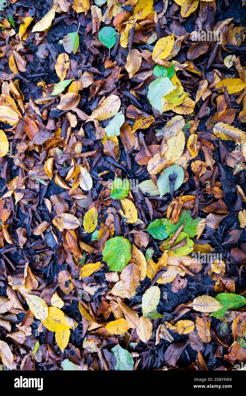 Herbstblätter auf dem Boden in einer europäisch gemäßigten Buche Holz Stockfoto