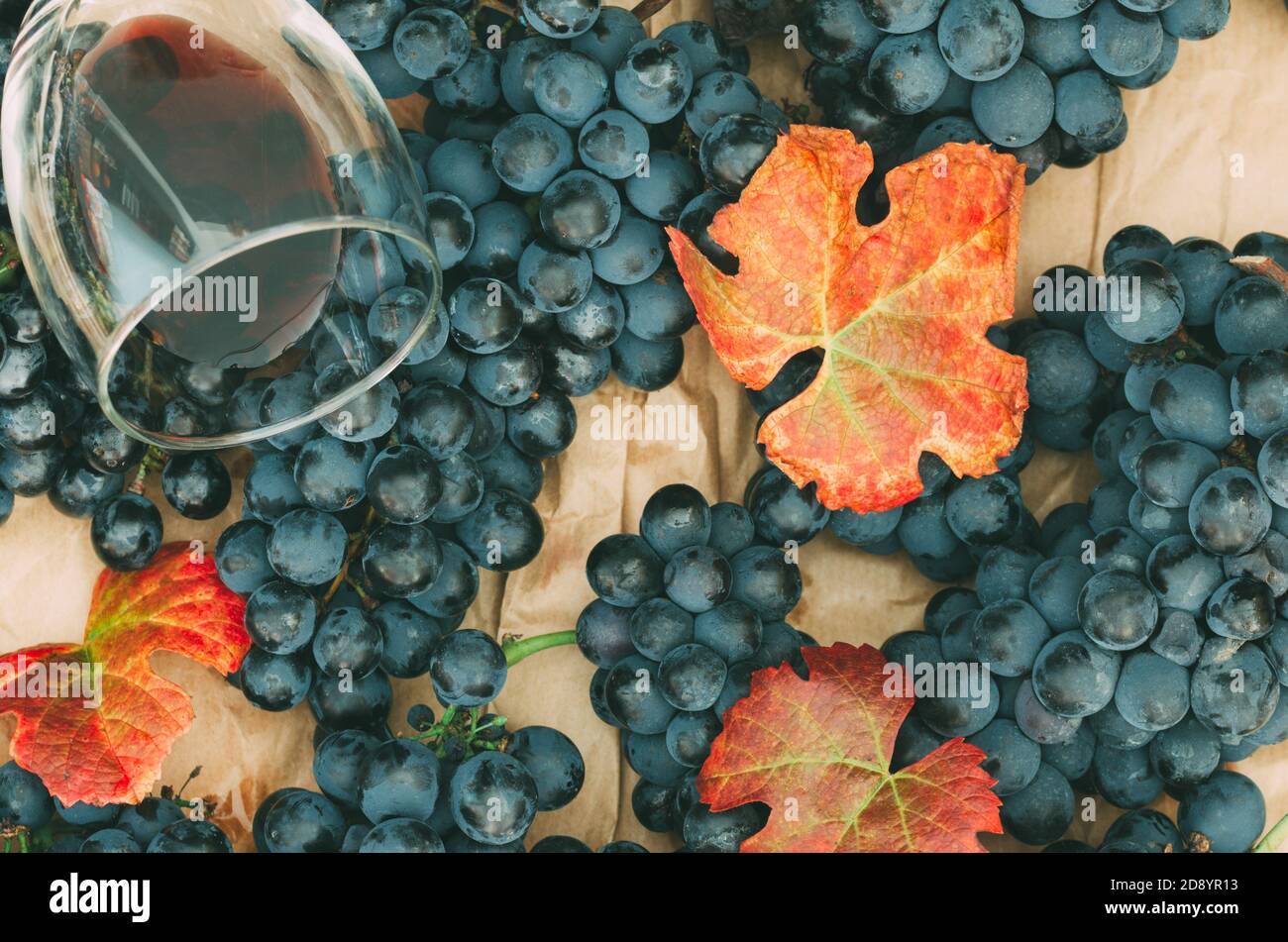 Trauben von schwarzen Trauben mit Blättern und einem Glas Wein Stockfoto