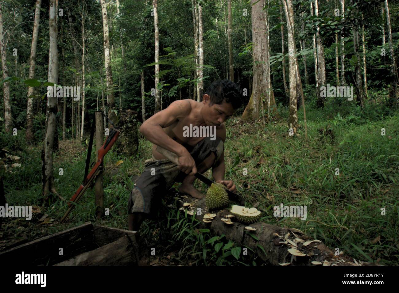 Tohab Hutagalung schneidet seine Scheiben von Durian-Früchten, die seine Verwandten in der Mitte des Batang Toru-Waldes in Sitahuis, Central Tapanuli, Nord-Sumatra, Indonesien gesammelt haben. Gemeinden, die in und um den Regenwald leben, sind neben der Landwirtschaft zum Teil auf die Nahrungssuche und Nahrungsaufnahme angewiesen. Stockfoto