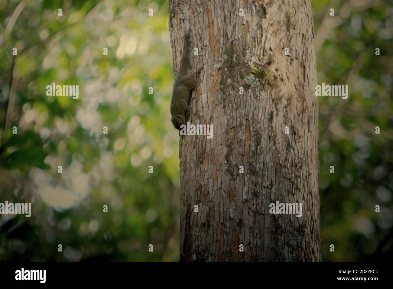 Ein arborealer Nager, nicht identifizierte Spezies, bewegt sich auf einem Baumstamm am Rande des Batang Toru Ökosystems in Central Tapanuli, Nord-Sumatra, Indonesien. Stockfoto