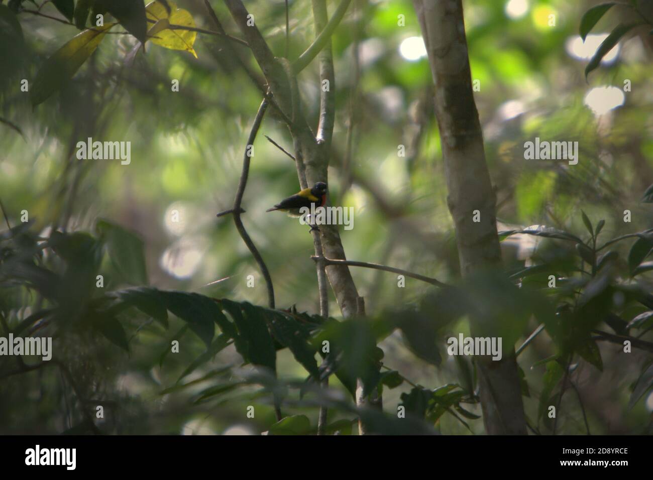 Ein Singvogel, eine nicht identifizierte Art, ist fast unmerklich, wenn er auf einem Baum im Batang Toru Ökosystem in Central Tapanuli, Nord-Sumatra, Indonesien, steht. Stockfoto