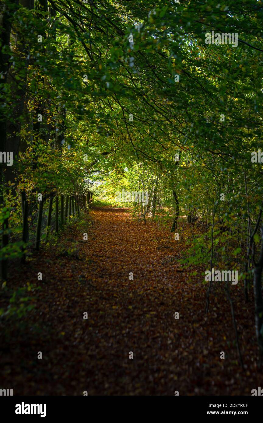 Herbstliche Blätter bedecken einen Waldweg. Farley Mount, Hampshire, England. Der flache Fokus sorgt für einen leicht verwackelten Vordergrund. Stockfoto