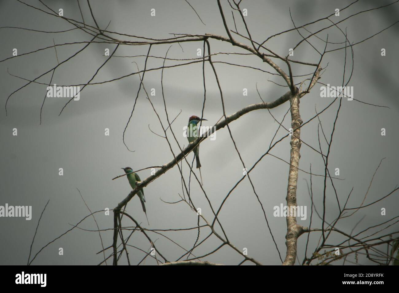 Sonnenvögel, nicht identifizierte Arten, auf einem trockenen Baum in Batang Toru Ökosystem, Central Tapanuli, Nord-Sumatra, Indonesien. Stockfoto