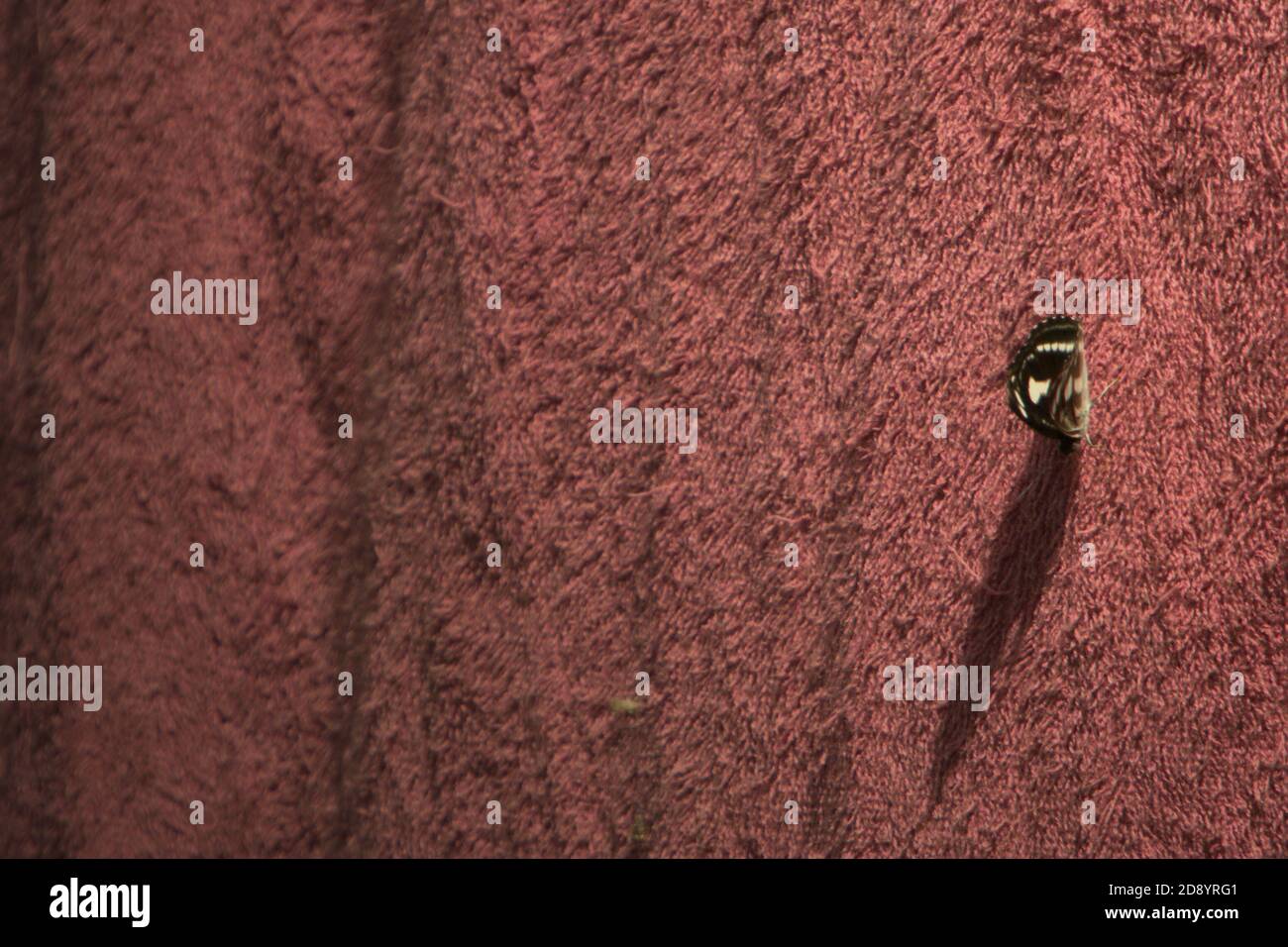 Eine Motte, nicht identifizierte Spezies, die auf einem Handtuch in der Nähe einer Hütte im Wald getrocknet wird. Stockfoto