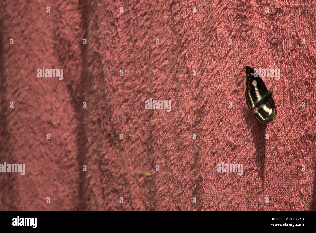 Eine Motte, nicht identifizierte Spezies, die auf einem Handtuch in der Nähe einer Hütte im Wald getrocknet wird. Stockfoto