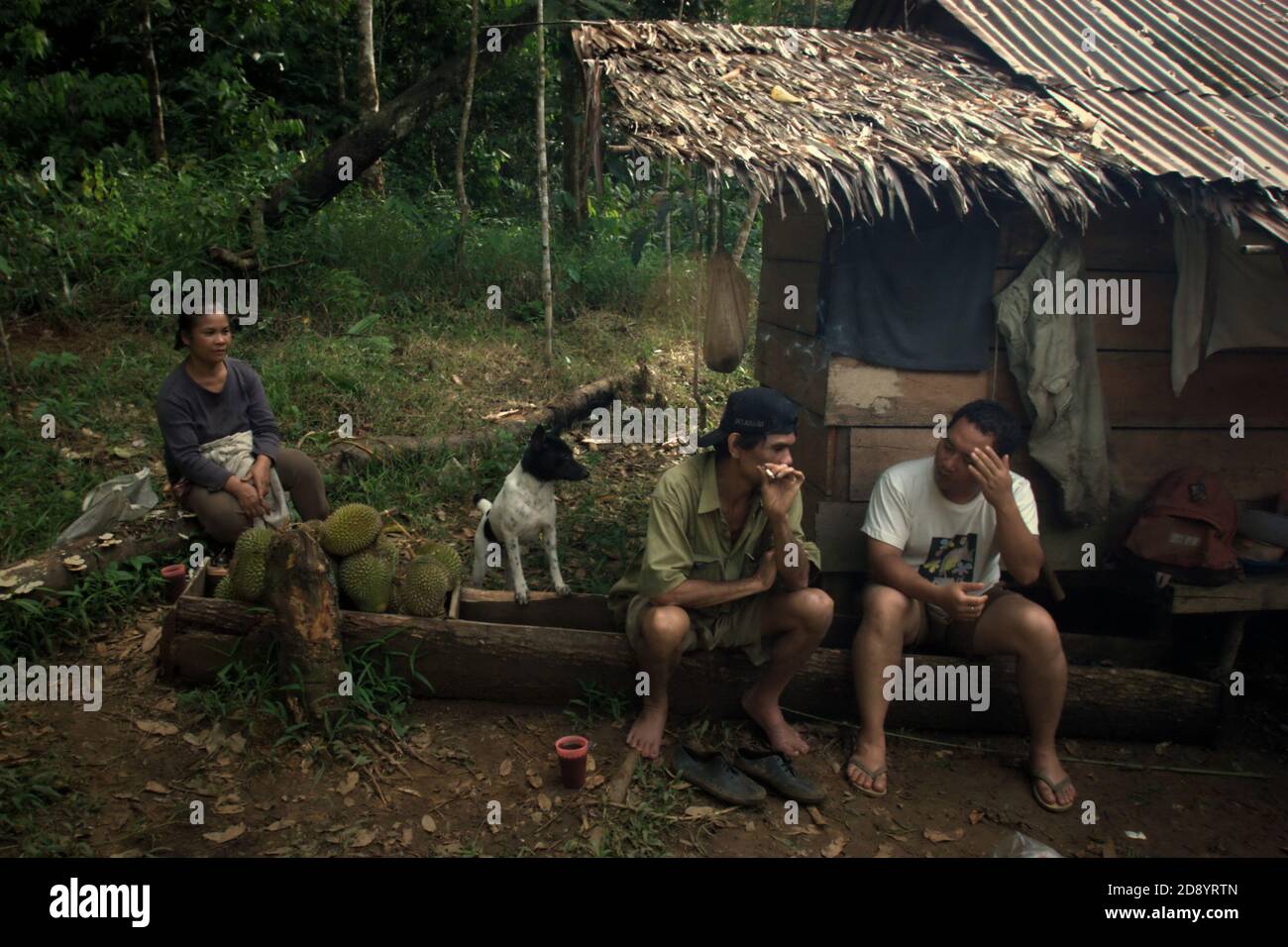 Ramli Hutagalung (zentriert) und seine Frau bei einem Gespräch auf ihrer Farm Hütte mit einem Mitglied eines Teams von Naturschutzarbeitern Durchführung einer Feldstudie, um das Potenzial von Batang Toru Ökosystem als Naturschutzgebiet vorgeschlagen werden zu messen. Sitahuis, Central Tapanuli, Nord-Sumatra, Indonesien. Stockfoto