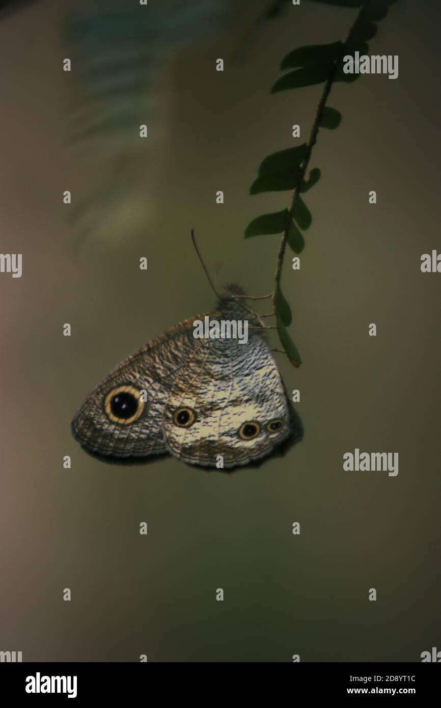 Eine Motte, nicht identifizierte Art, am Rande des westlichen Blocks von Batang Toru Ökosystem in Central Tapanuli Regency, Nord-Sumatra, Indonesien. Stockfoto