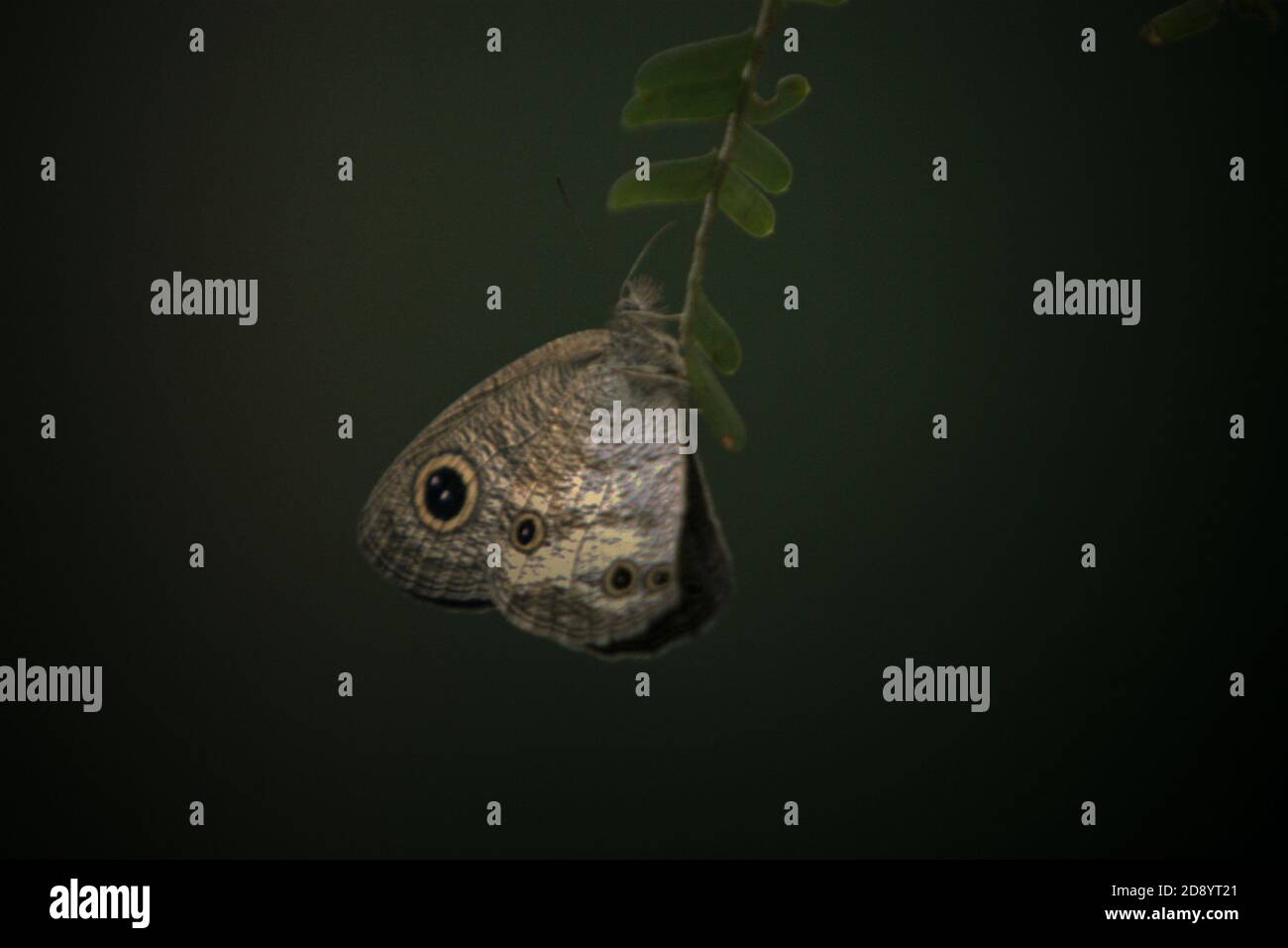 Eine Motte, nicht identifizierte Art, am Rande des westlichen Blocks von Batang Toru Ökosystem in Central Tapanuli Regency, Nord-Sumatra, Indonesien. Stockfoto