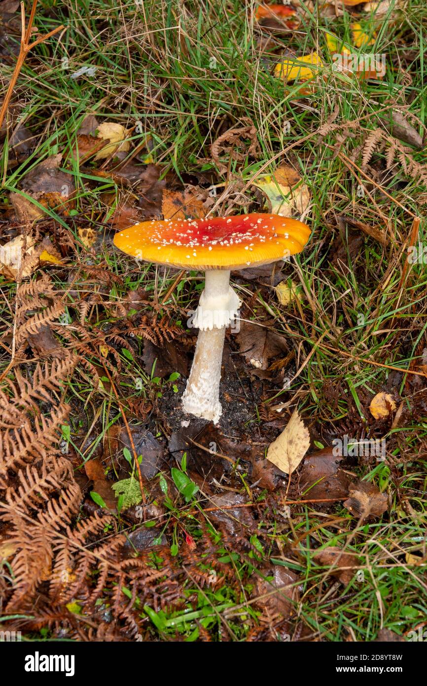 Fliege Agaric Mushroom, Suffolk, England Stockfoto