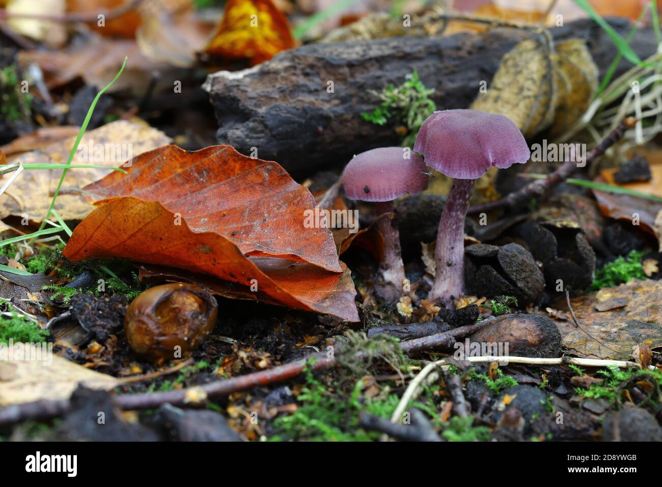 Laccaria amethystina, Amethyst deceiver Stockfoto