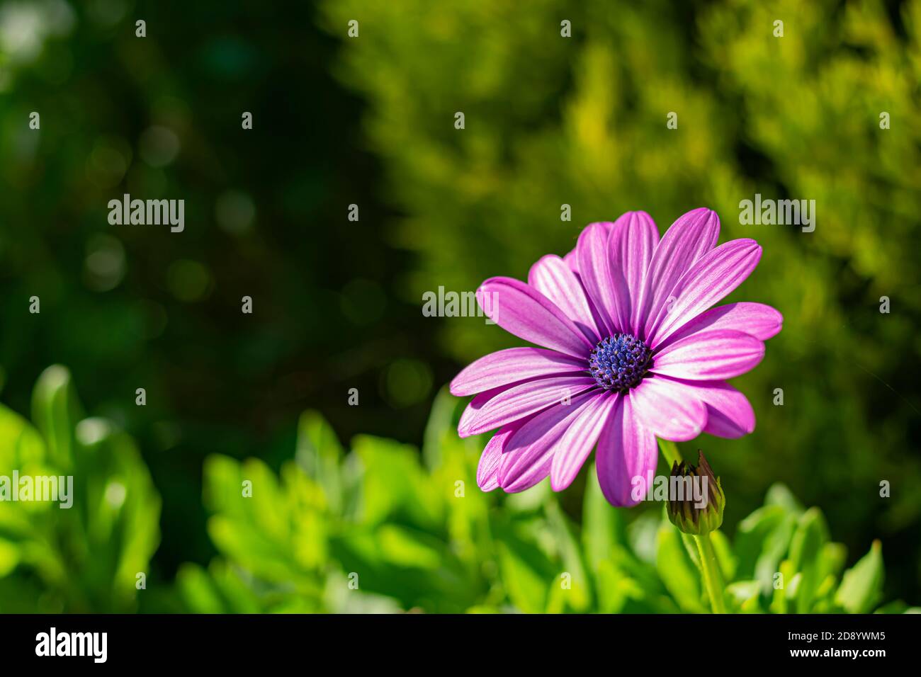 Nahaufnahme einer lila oder violetten Blume, sonnig, auf einem Hintergrund von lebendigen Grüntönen Stockfoto