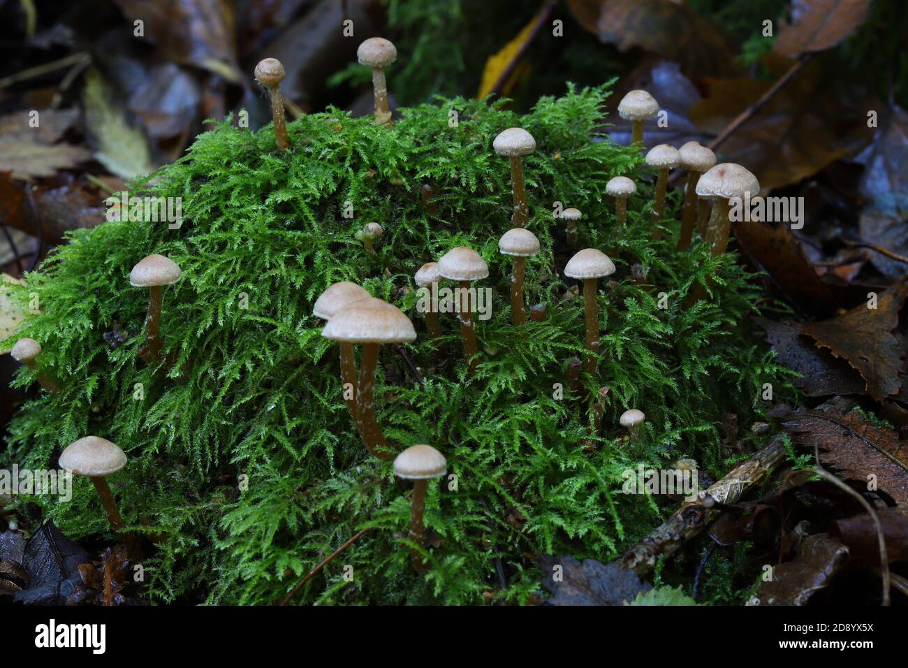 Tubaria furfuracea, der skurfige Twiglet Stockfoto