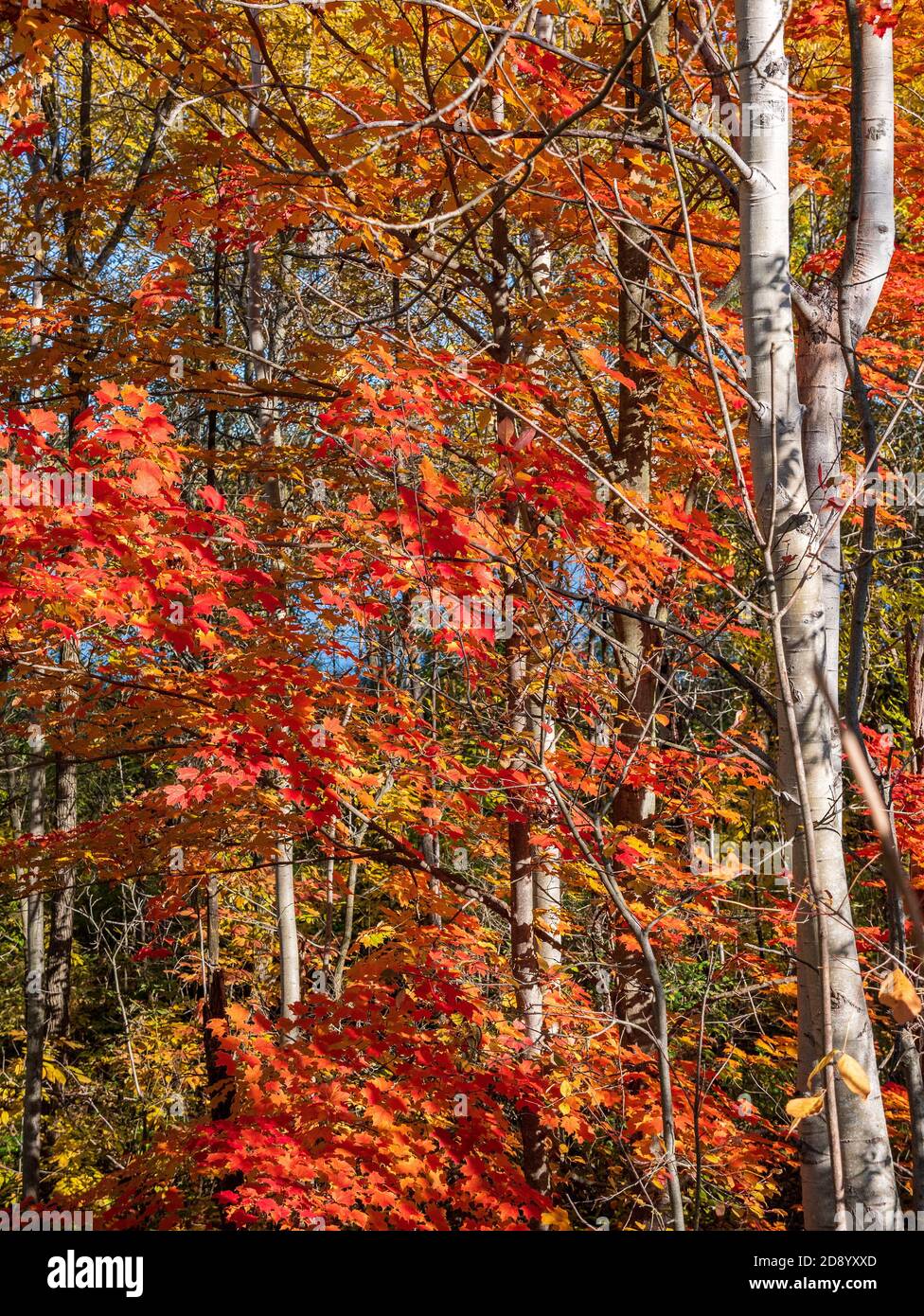 Kleiner Ahornbaum und silberner Birkenbaum Stamm gegen EIN Sonniger Blauer Himmel Mit Orange Roten Blättern Herbst Ontario Kanada Stockfoto