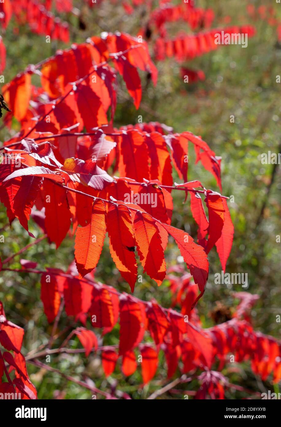 Red Staghorn Sumac (Rhus typhina), Strauchblätter im Herbst Herbst Laub sonnig Wetter Südwest Ontario Kanada Stockfoto
