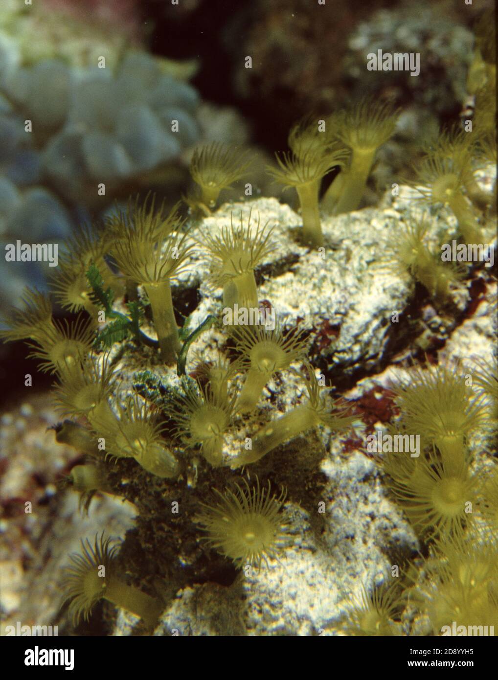 Zooxanthellae polyp Fotos und Bildmaterial in hoher Auflösung Alamy