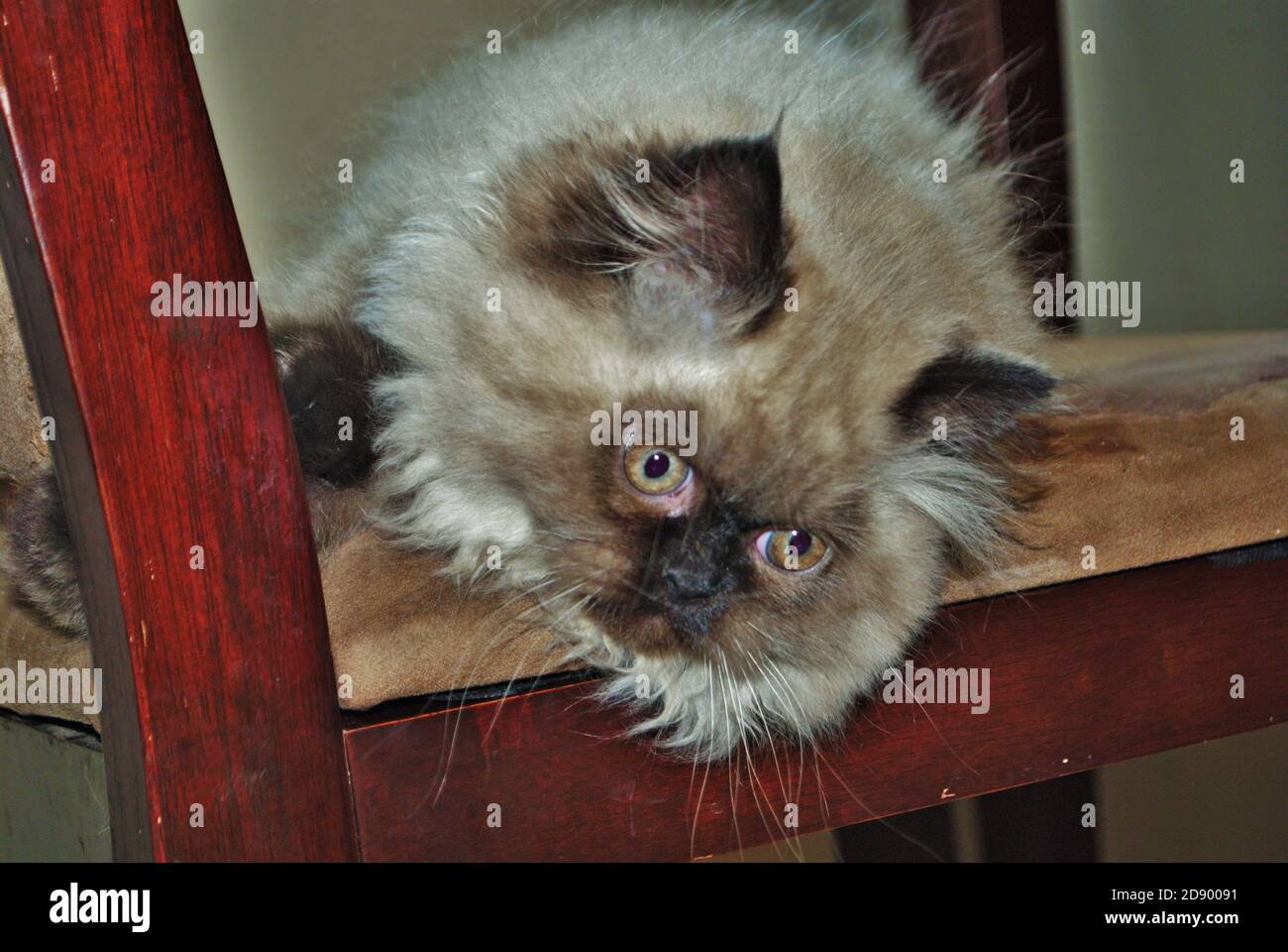 Itty bitty Himalayan Kätzchen spielen auf einem Stuhl Stockfoto