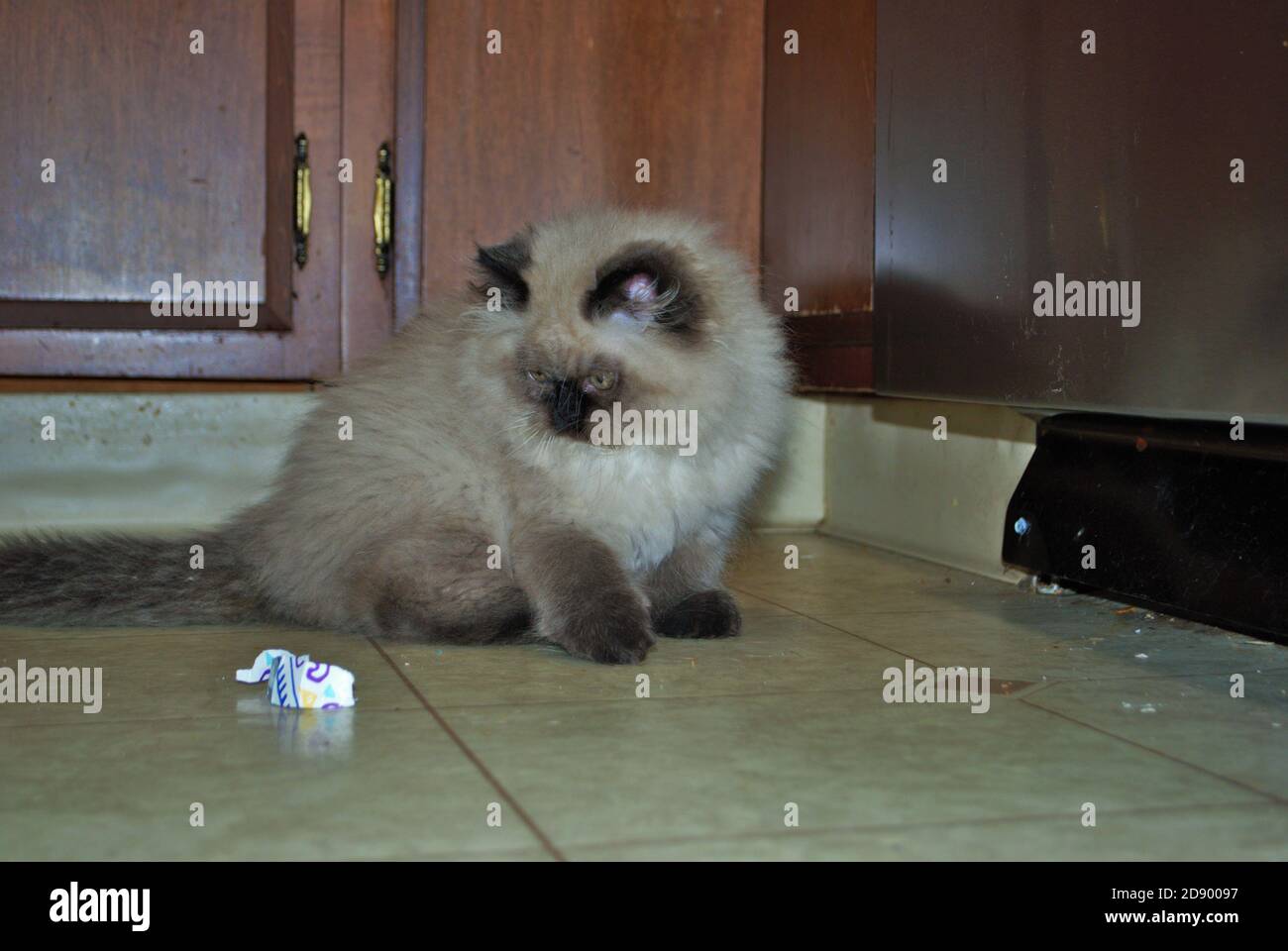 Itty bitty Himalayan Kätzchen spielen in der Küche Stockfoto