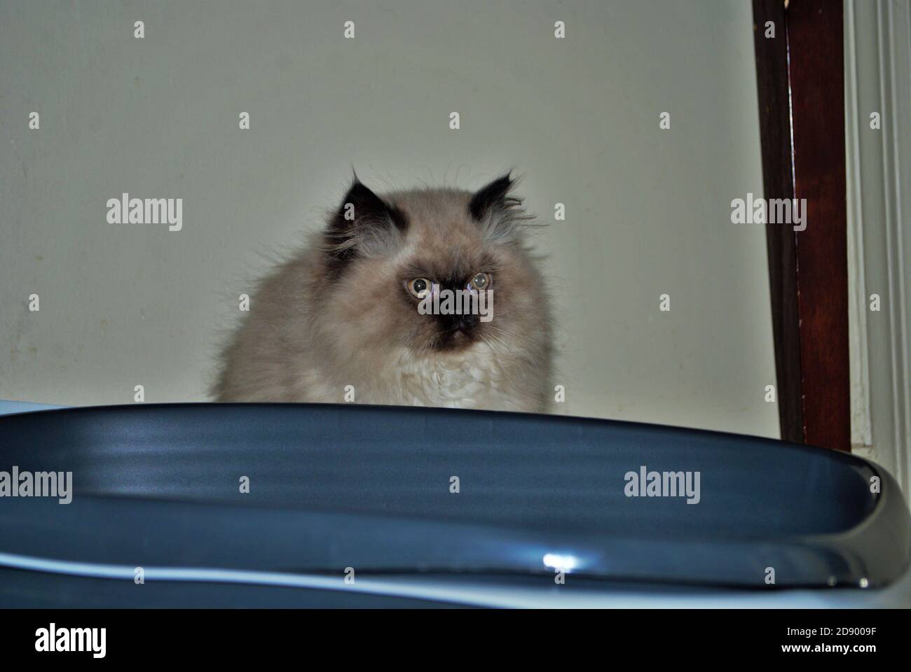 Itty bitty Himalayan Kätzchen Blick wütend in die Ferne während In der Wurfbox Stockfoto