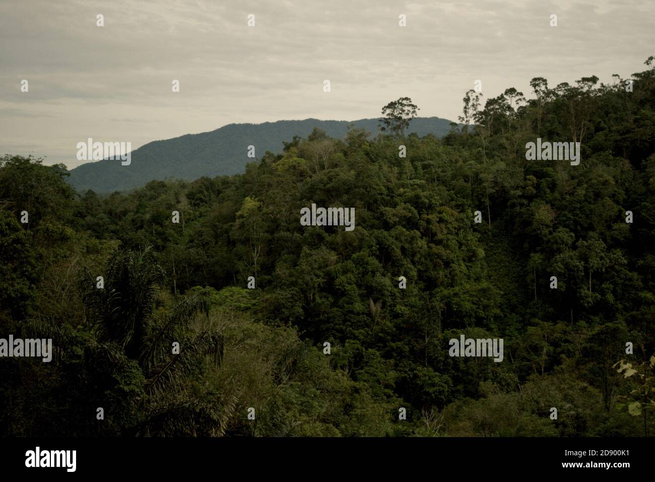 Ansicht des Ökosystems Batang Toru vom Dorf Nauli im Sitahuis-Bezirk, Zentraltapanuli-Regency, Provinz Nord-Sumatra, Indonesien. Stockfoto
