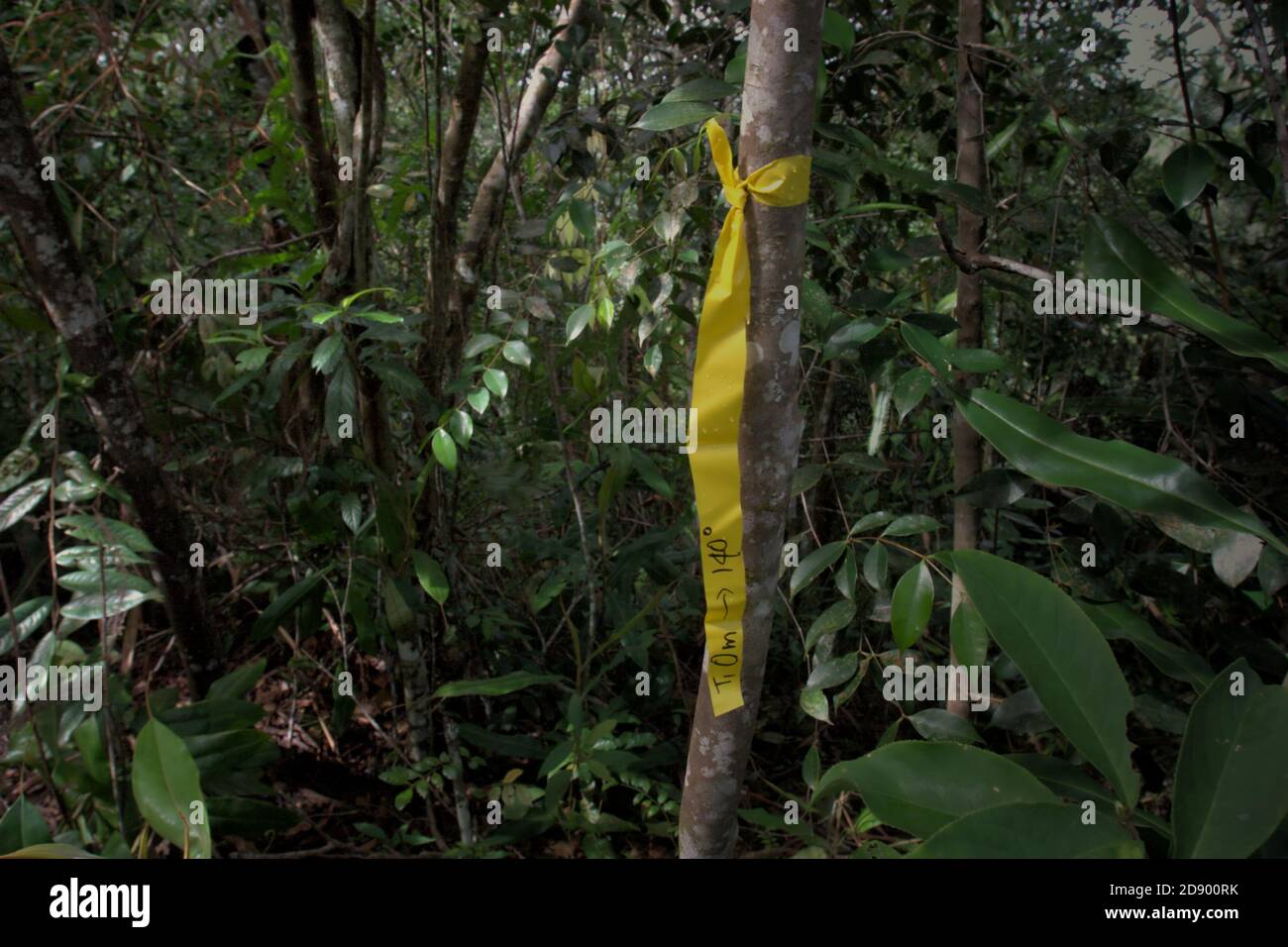 Ein Marker, den ein Team von Naturschutzarbeitern während einer Felduntersuchung im Ökosystem Batang Toru, Central Tapanuli, Nord-Sumatra, Indonesien, platziert hat. Stockfoto