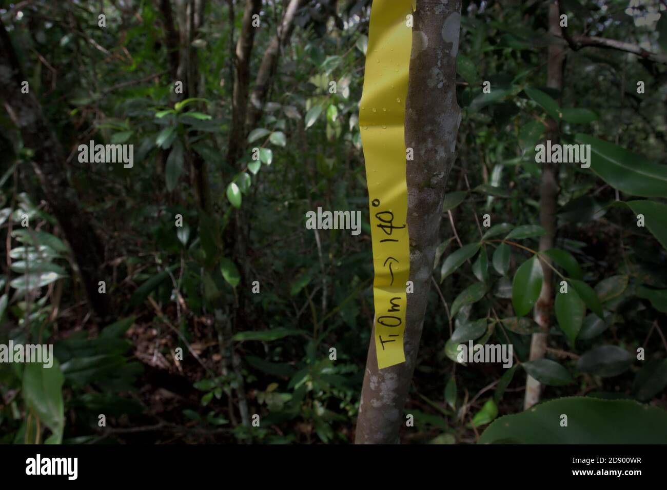 Ein Marker, den ein Team von Naturschutzarbeitern während einer Felduntersuchung im Ökosystem Batang Toru, Central Tapanuli, Nord-Sumatra, Indonesien, platziert hat. Stockfoto