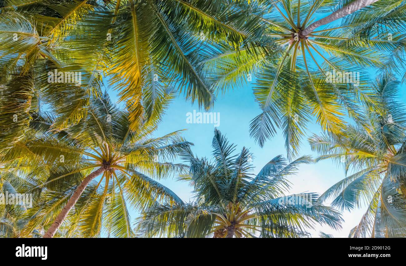 Tropische Palme mit Sonnenlicht auf blauem Himmel als tropischer Natur abstrakter Hintergrund. Sommerurlaub und Natur Reise Abenteuer exotischen Dschungel Muster Stockfoto