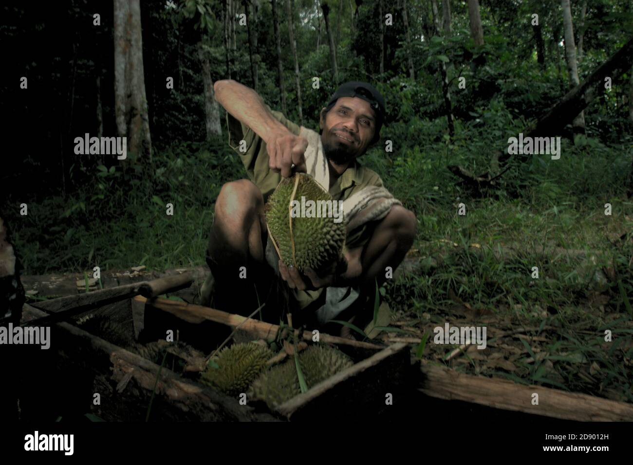 Tohab Hutagalung, ein Bauernvillager, zeigt Durian Früchte, die er um seine Hütte inmitten des Batang Toru Waldes in Nord-Sumatra, Indonesien gesammelt hat. Stockfoto