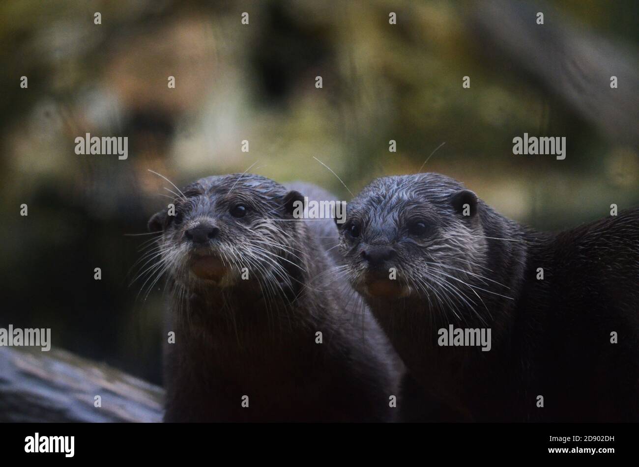 Zoo Stockfoto