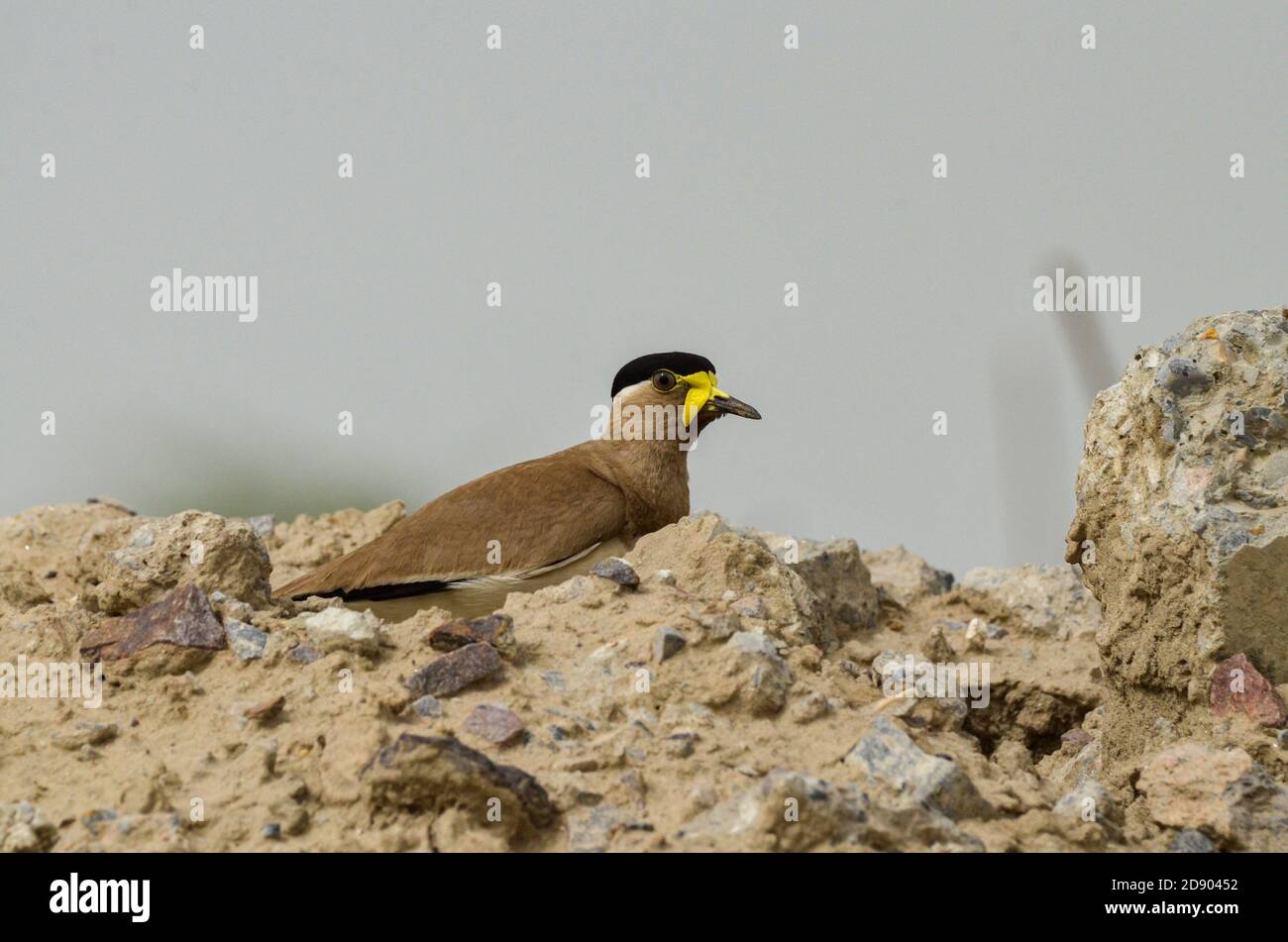 Gelber geflammter Kiebitz, Noida, Uttar Pradesh, Indien- 13. Juli 2019: Eine Warnung Gelber geflammter Kiebitz, Vanellus malabaricus stehend, der sein Nest bewacht. Stockfoto