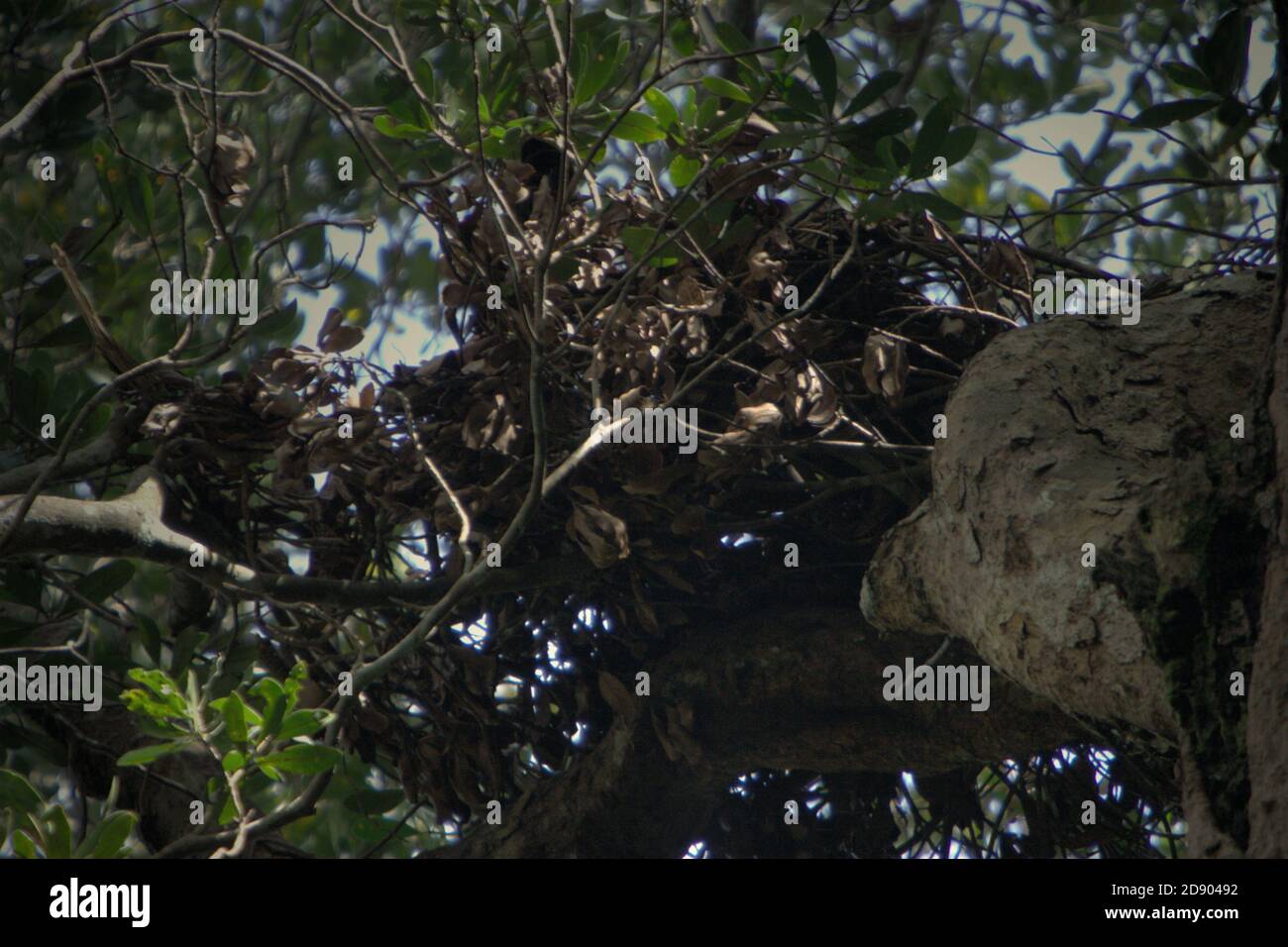 Ein Wildtiernest auf einem Baumkpfel. "Es sieht so aus, als hätte ein Bär dieses Nest gebaut, kein Orang-Utan", sagt eines der Teammitglieder bei einer Felduntersuchung im Batang Toru Wald, Nord-Sumatra, Indonesien. Stockfoto