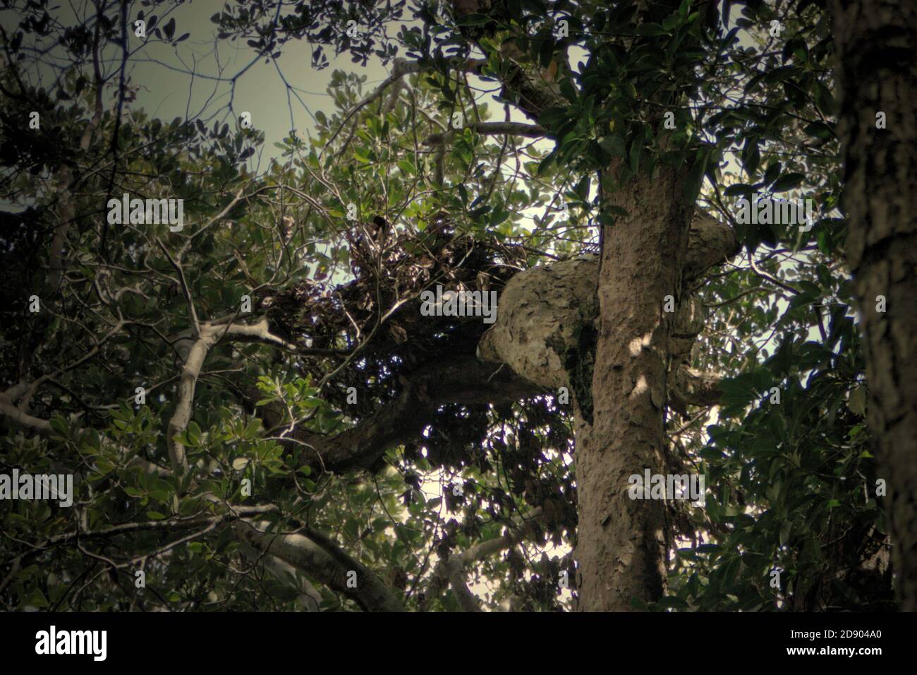 Ein Wildtiernest auf einem Baumkpfel. "Es sieht so aus, als hätte ein Bär dieses Nest gebaut, kein Orang-Utan", sagt eines der Teammitglieder bei einer Felduntersuchung im Batang Toru Wald, Nord-Sumatra, Indonesien. Stockfoto