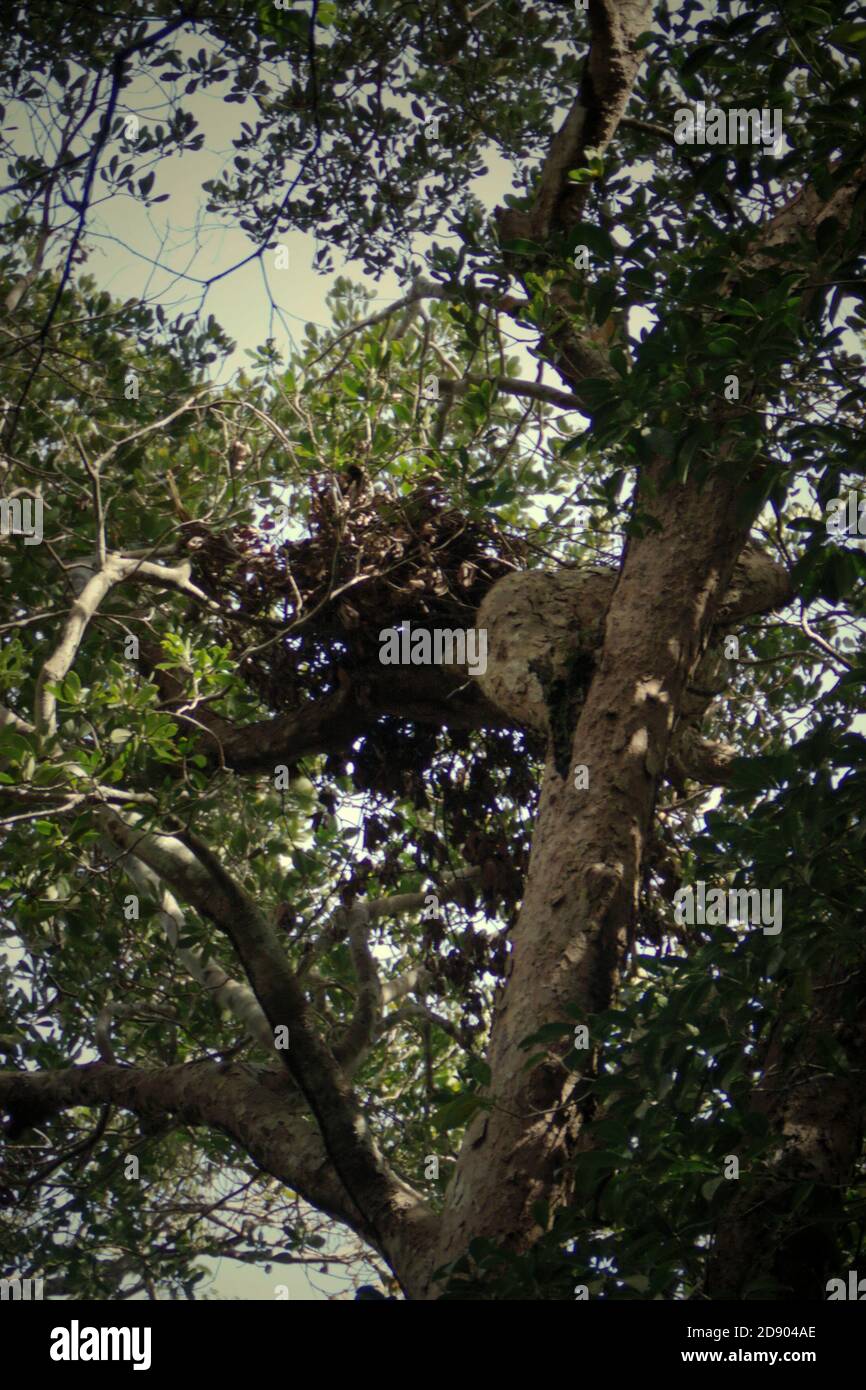 Ein Wildtiernest auf einem Baumkpfel. "Es sieht so aus, als hätte ein Bär dieses Nest gebaut, kein Orang-Utan", sagt eines der Teammitglieder bei einer Felduntersuchung im Batang Toru Wald, Nord-Sumatra, Indonesien. Stockfoto