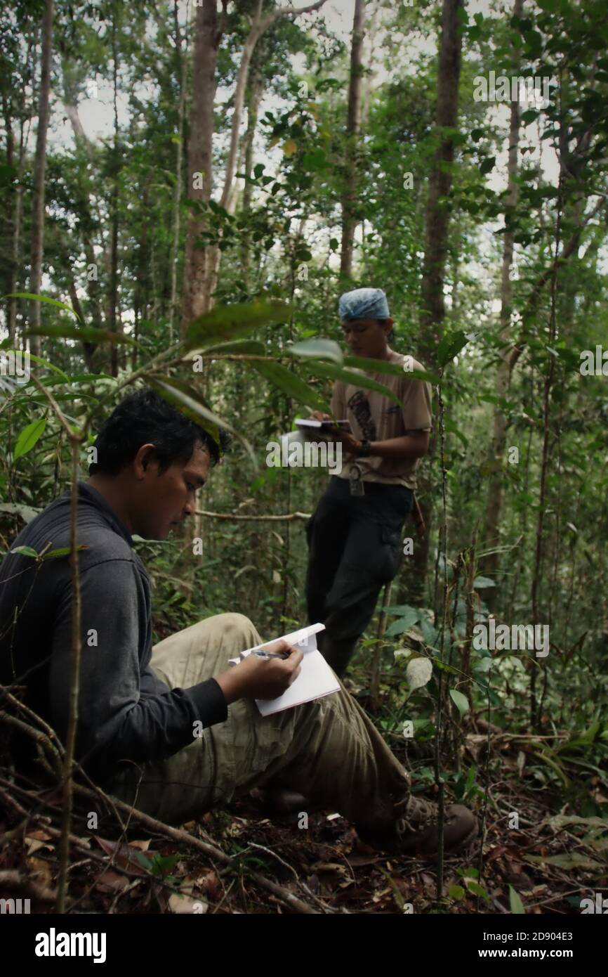 Naturschutzarbeiter machen sich Notizen über Biodiversität und Vegetationsarten, die sie während einer Felduntersuchung in einem Waldgebiet gefunden haben, das Teil des Batang Toru-Wasserscheidens und des Regenwaldökosystems in Nord-Sumatra, Indonesien ist. Stockfoto