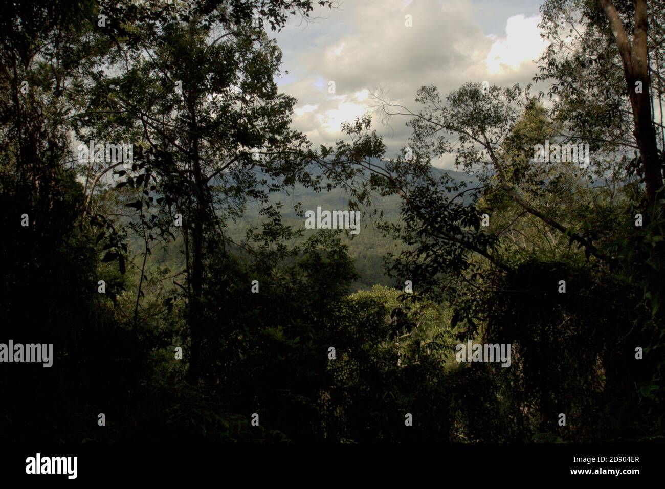 Dichte Vegetation auf einem Teil der südwestlichen Seite des Batang Toru Ökosystems von Sitahuis, Central Tapanuli, Nord-Sumatra, Indonesien gesehen. Stockfoto