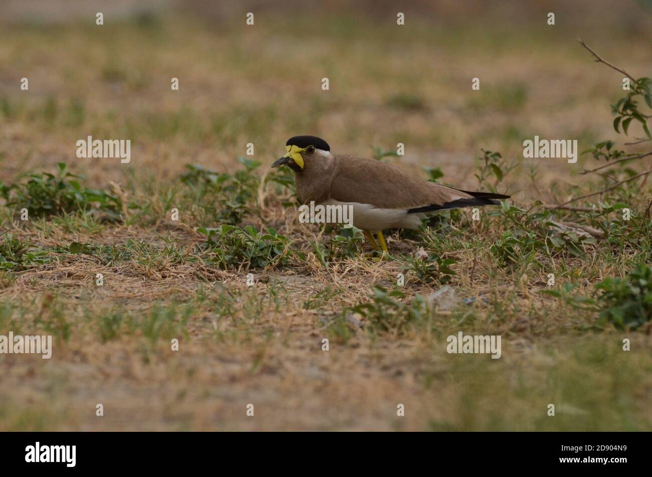 Gelber Kiebitz, Noida, Uttar Pradesh, Indien- 13. Juli 2019: Ein gelber Kiebitz Vanellus malabaricus steht und bewacht ihr Nest. Stockfoto