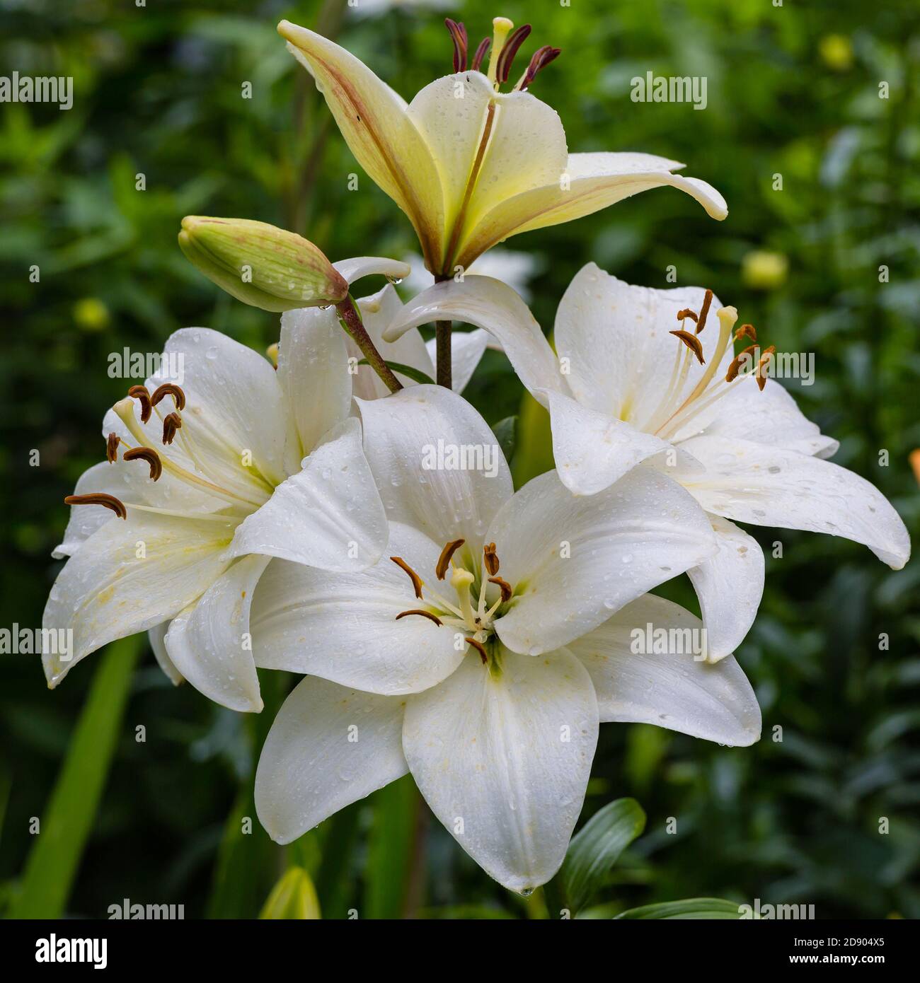 Weiße Lilienknospen und Blumen wachsen im Garten Stockfoto