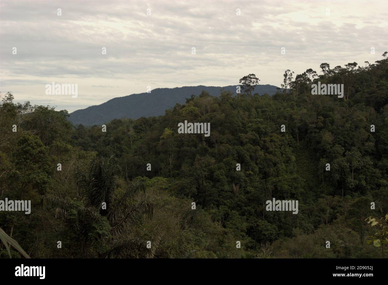 Ansicht des Ökosystems Batang Toru vom Dorf Nauli im Sitahuis-Bezirk, Zentraltapanuli-Regency, Provinz Nord-Sumatra, Indonesien. Stockfoto