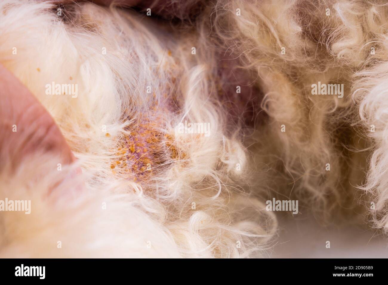 Vet Untersuchung Hund Körperhaut mit schlechten Hefe Pilzinfektion Stockfoto