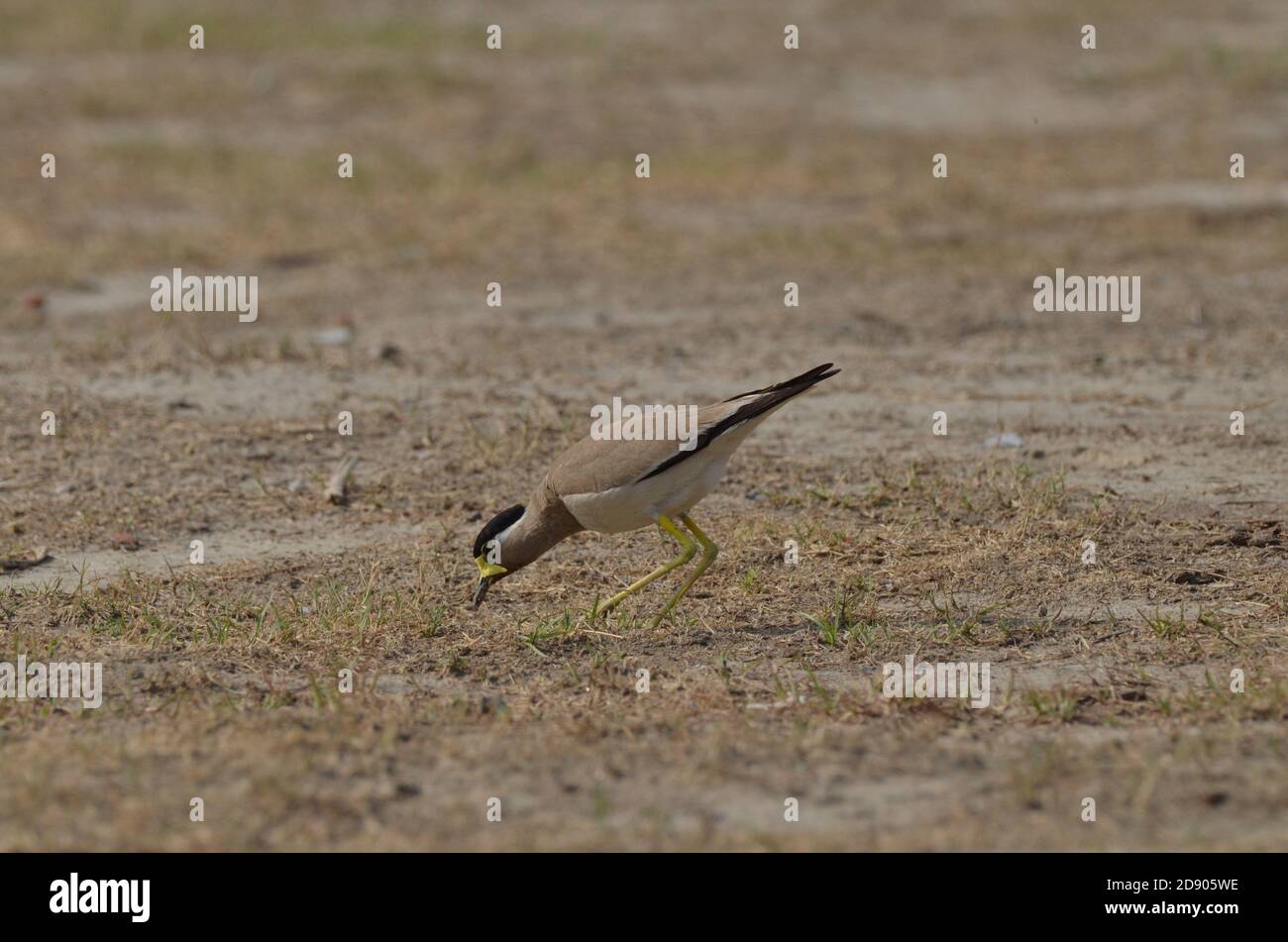 Gelber Kiebitz Vanellus malabaricus, Noida, Uttar Pradesh, Indien - 6. Juli 2019: Ein hungriger gelber Kiebitz auf der Suche nach Nahrung auf einem Feld. Stockfoto