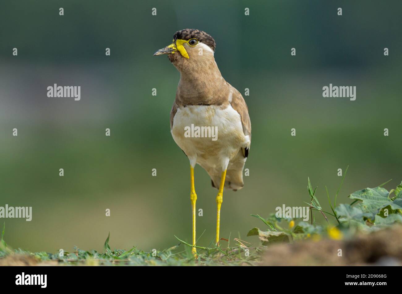 Gelber Kiebitz, Noida, Uttar Pradesh, Indien- 31. Dezember 2019: Ein gelber Kiebitz Vanellus malabaricus steht und bewacht sein Nest Stockfoto