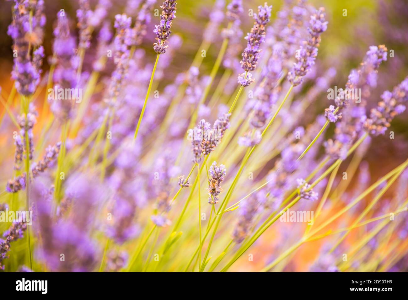 Lavendelfeld im Sommer. Lavendelblüten bei Sonnenuntergang in der Provence, Frankreich. Nahaufnahme Naturblick, blühende Blumenlandschaft, sommerblühende Landschaft Stockfoto