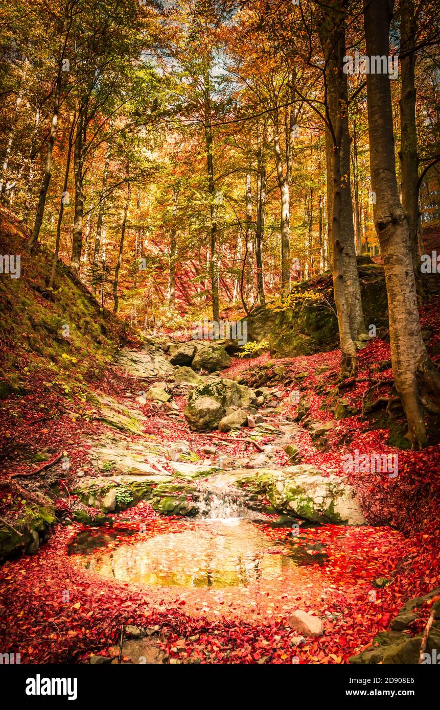Erstaunliche Herbstwaldlandschaft. Kleiner Bach, der zwischen Felsen und Bäumen in den Wald fließt. Das Laub fällt in der Nähe des Flüsschls. Stockfoto